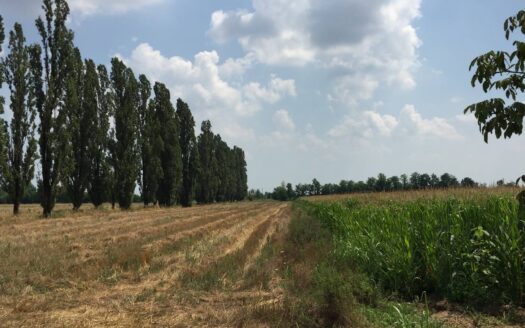 Terreno agricolo in Vendita a Inveruno
